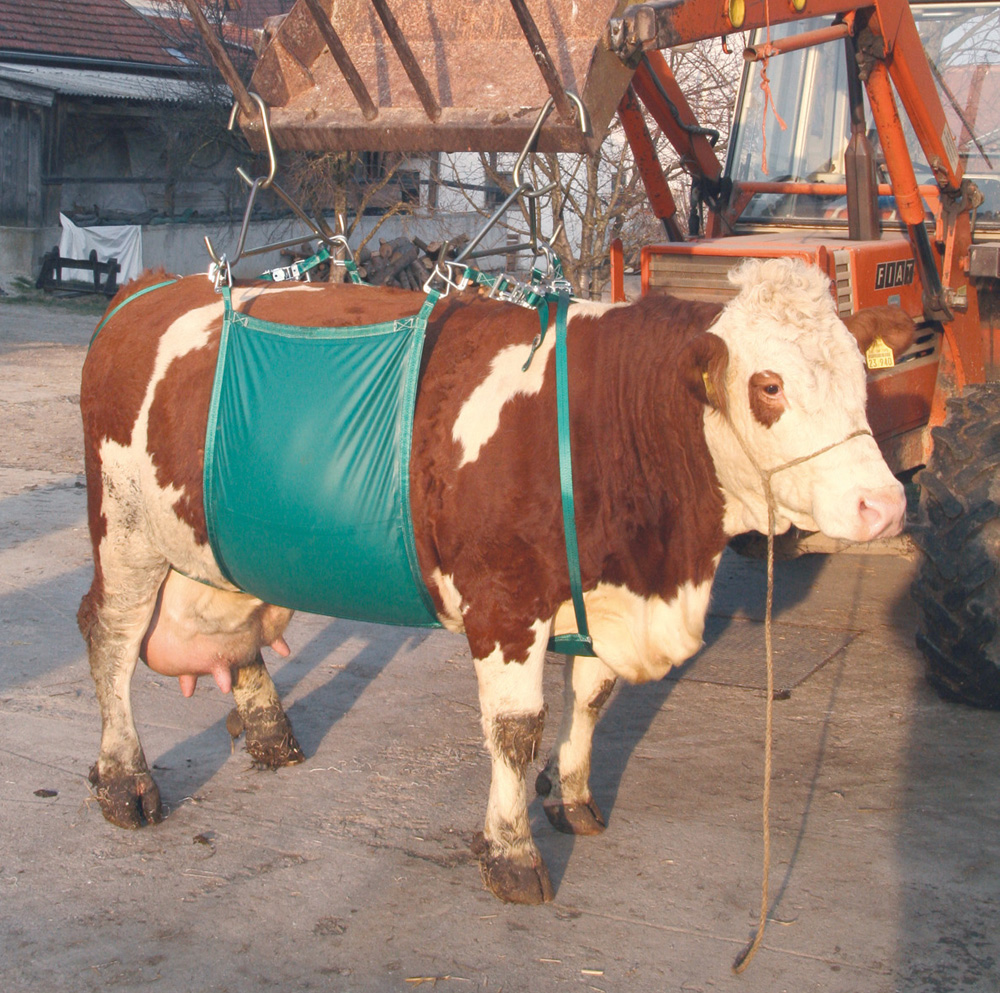 Hebevorrichtung für Kühe bis 1000 kg – Komplettset